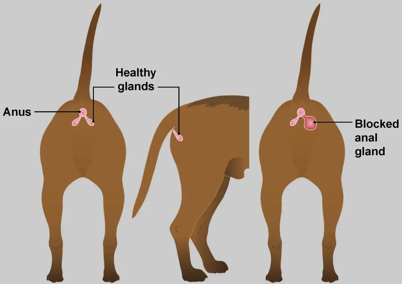 Ilustración de la zona anal de un perro, mostrando glándulas anales sanas y una glándula anal bloqueada, indicando problemas como hemorroides en perros.