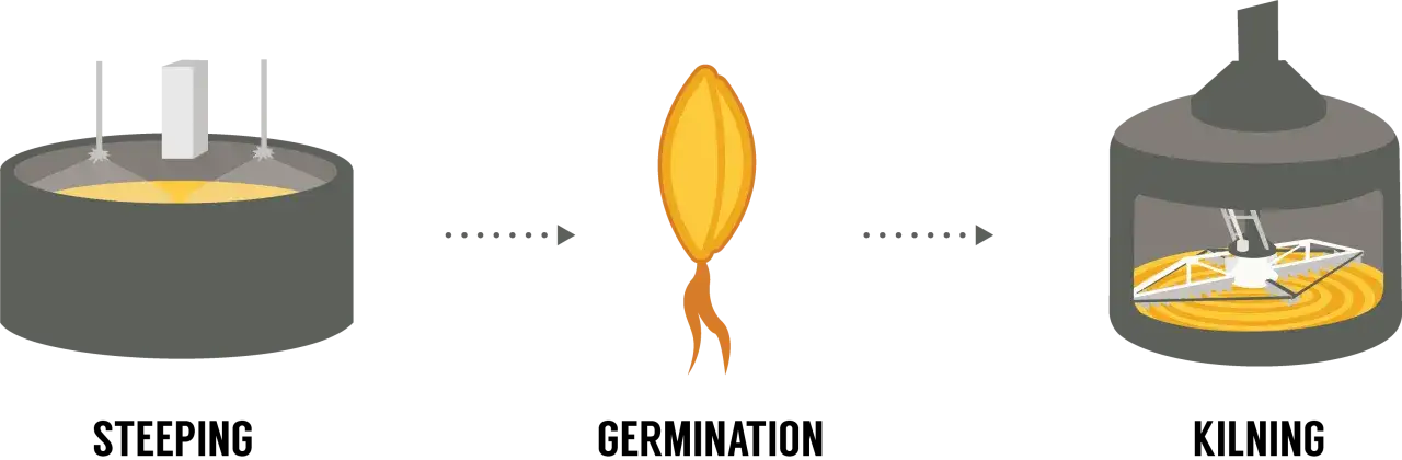 Illustration shows the malting process: steeping grain in a vat, a sprouted barley grain, and kilning in a drum. This is how malted barley is made.