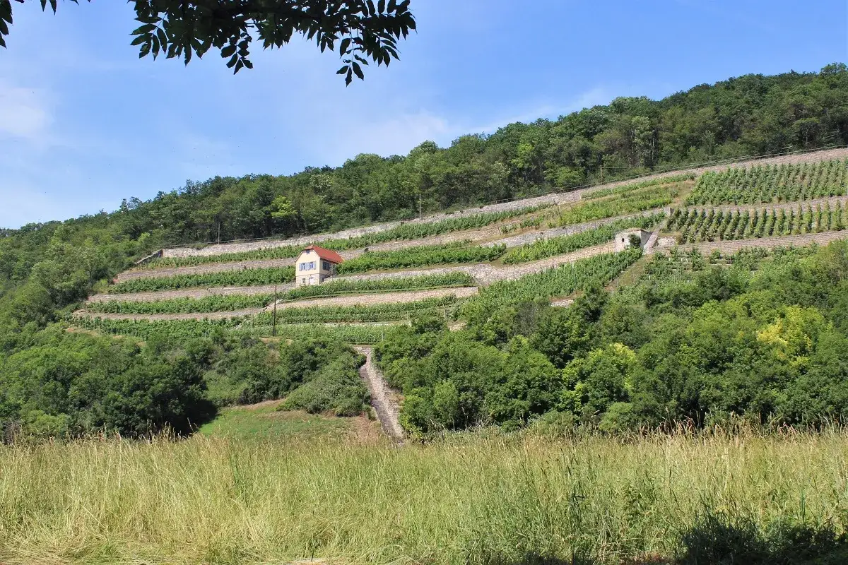 Terrassierte Weinberge am Hang, ein kleines Haus mit rotem Dach und ein steiler Weg. Typische Landschaft für Wein an Saale-Unstrut.