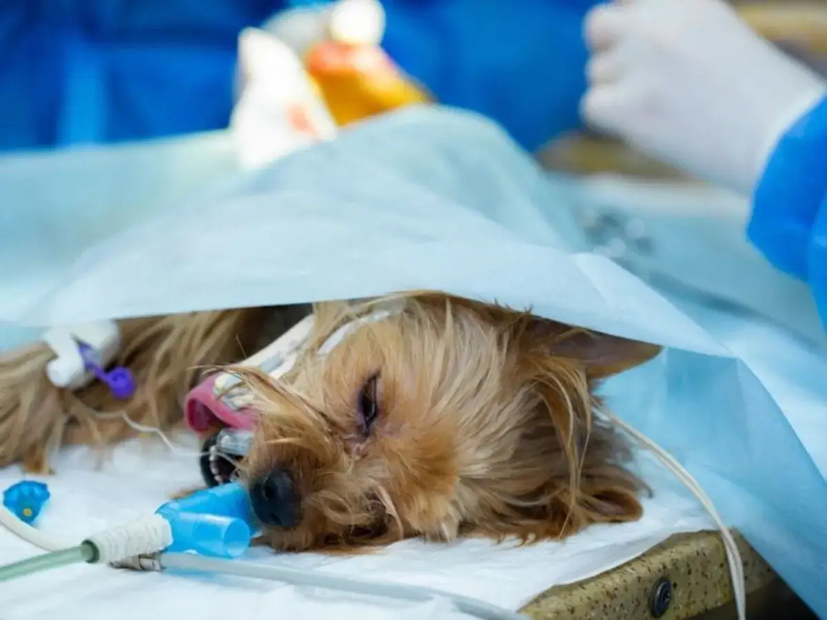 Mały piesek, Yorkshire Terrier, leży pod kocem na stole operacyjnym. Niestety, pies zdechł po narkozie.