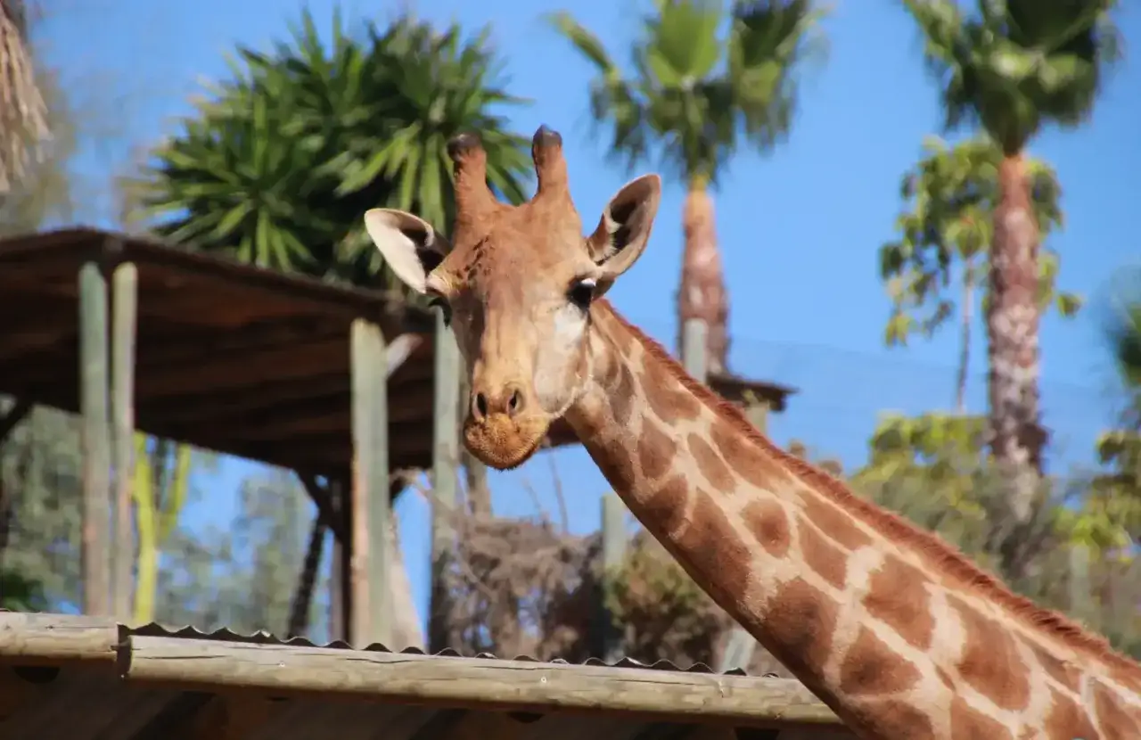 Eine Giraffe blickt neugierig in die Kamera, Palmen und ein Unterstand im Hintergrund. Ein sch&ouml;ner Tag im Selwo Aventura.