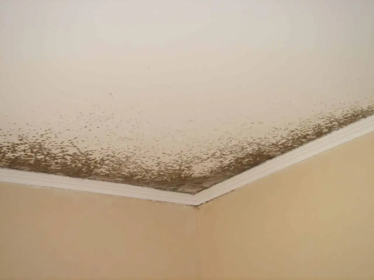Coins de mur et plafond envahis par une moisissure rouge, signe d'humidit&eacute; persistante.