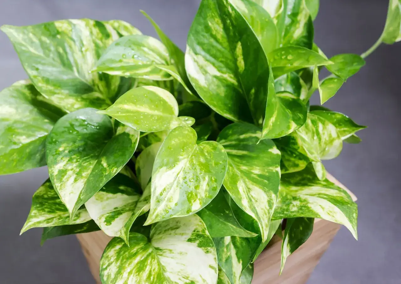 Planta de interior con hojas verdes y blancas moteadas, con gotas de agua. Un aliado natural para purificar el aire en tu hogar.