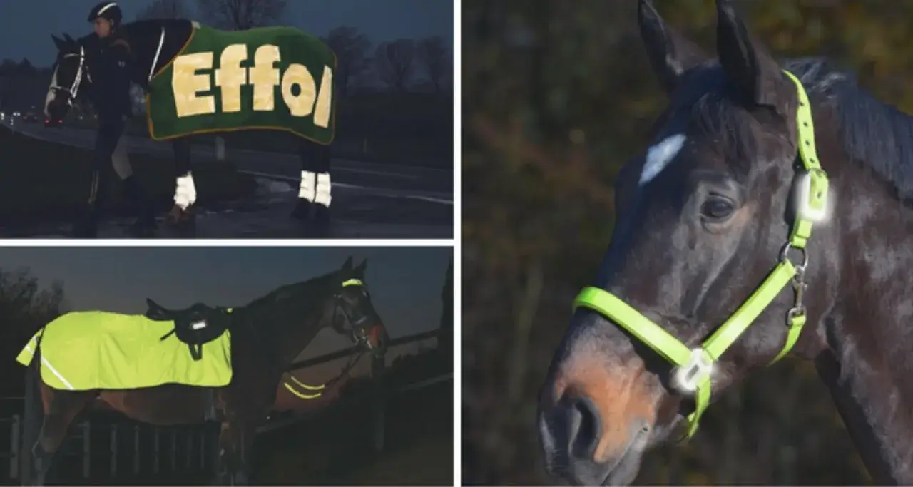 Pferde mit reflektierender Ausrüstung für sicheres Reiten im Dunkeln. Leuchtende Decken und Halfter sorgen für Sichtbarkeit.