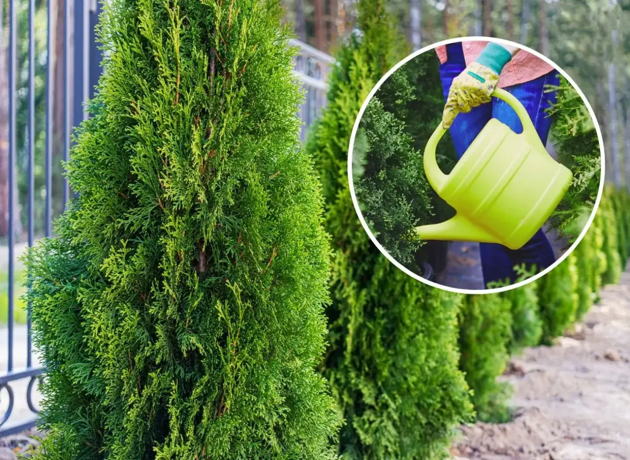Ręka w rękawiczce podlewa zieloną tuję z konewki. Dbanie o rośliny to przyjemność.