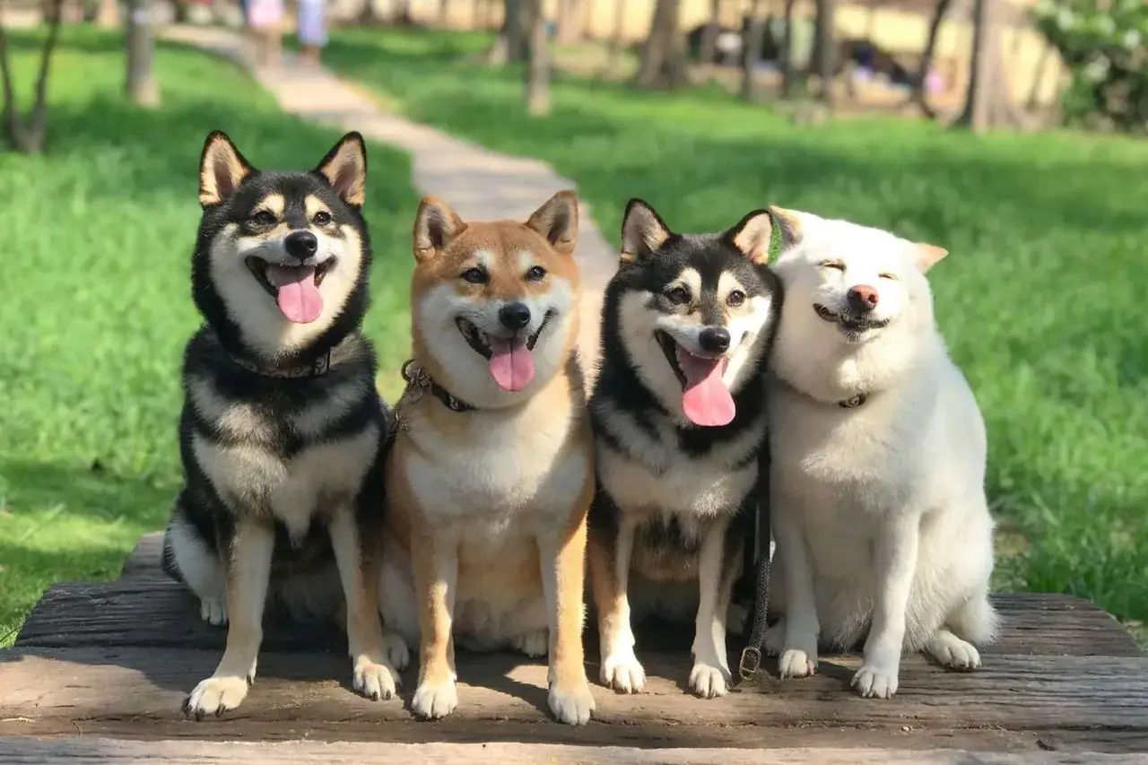Cuatro shiba inu, con su caracter&iacute;stico pelaje y sonrisas, posan juntos en un parque soleado.