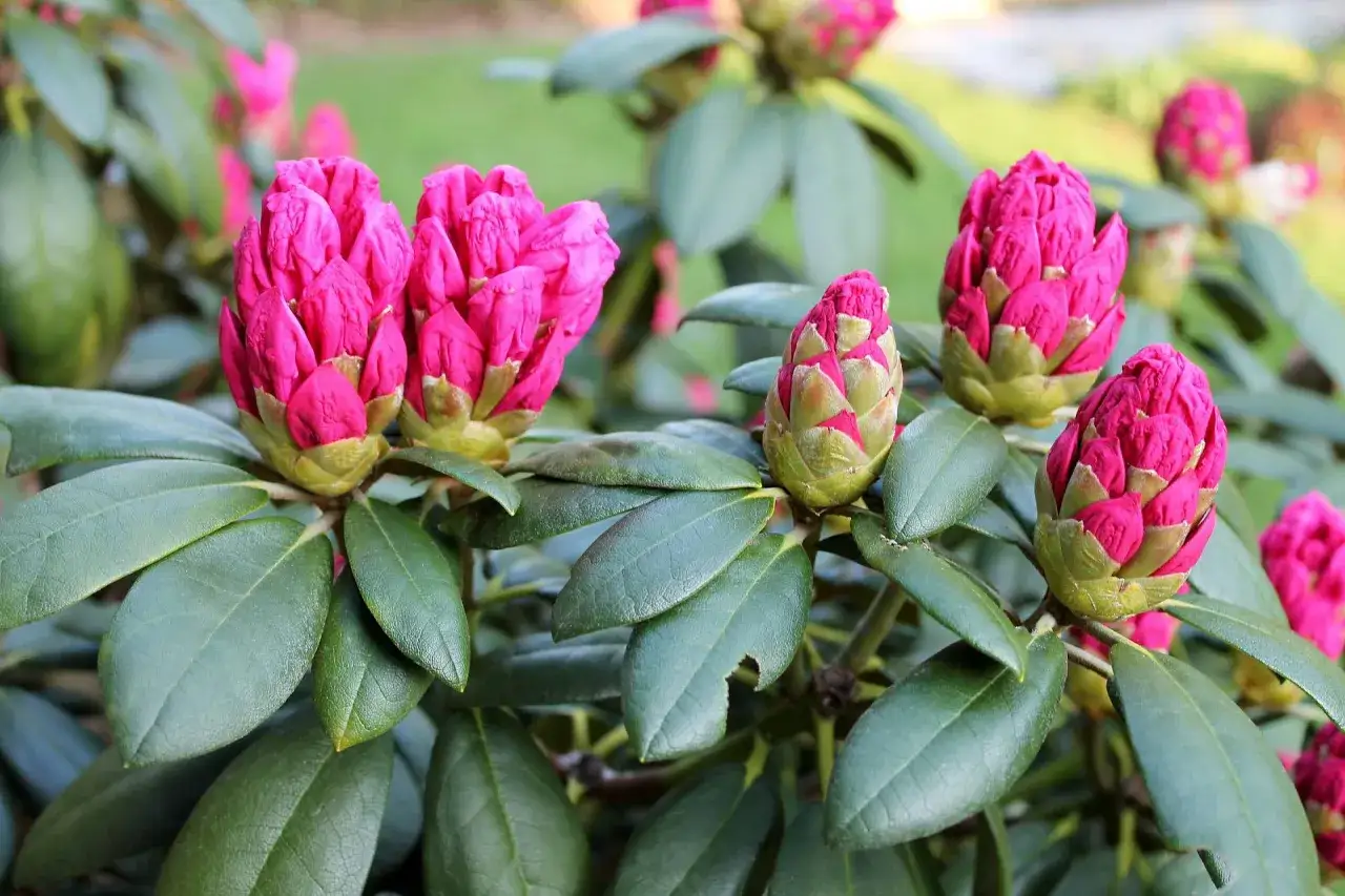 Rhododendron en pleine floraison, des bourgeons roses vifs pr&ecirc;ts &agrave; &eacute;clore sur un fond vert.