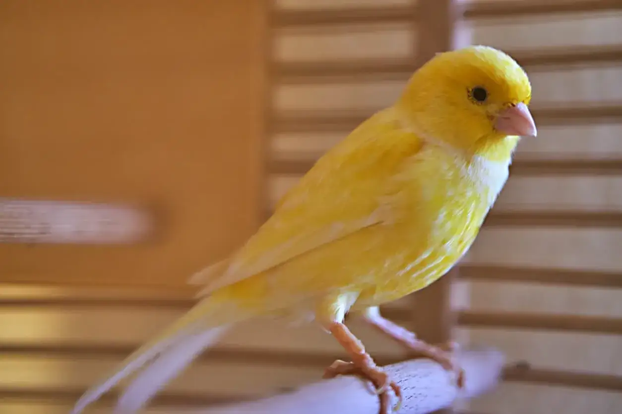 Un vivace canarino giallo, con le sue piume luminose, si posa su un trespolo. La muta dei canarini è un periodo di rinnovamento.
