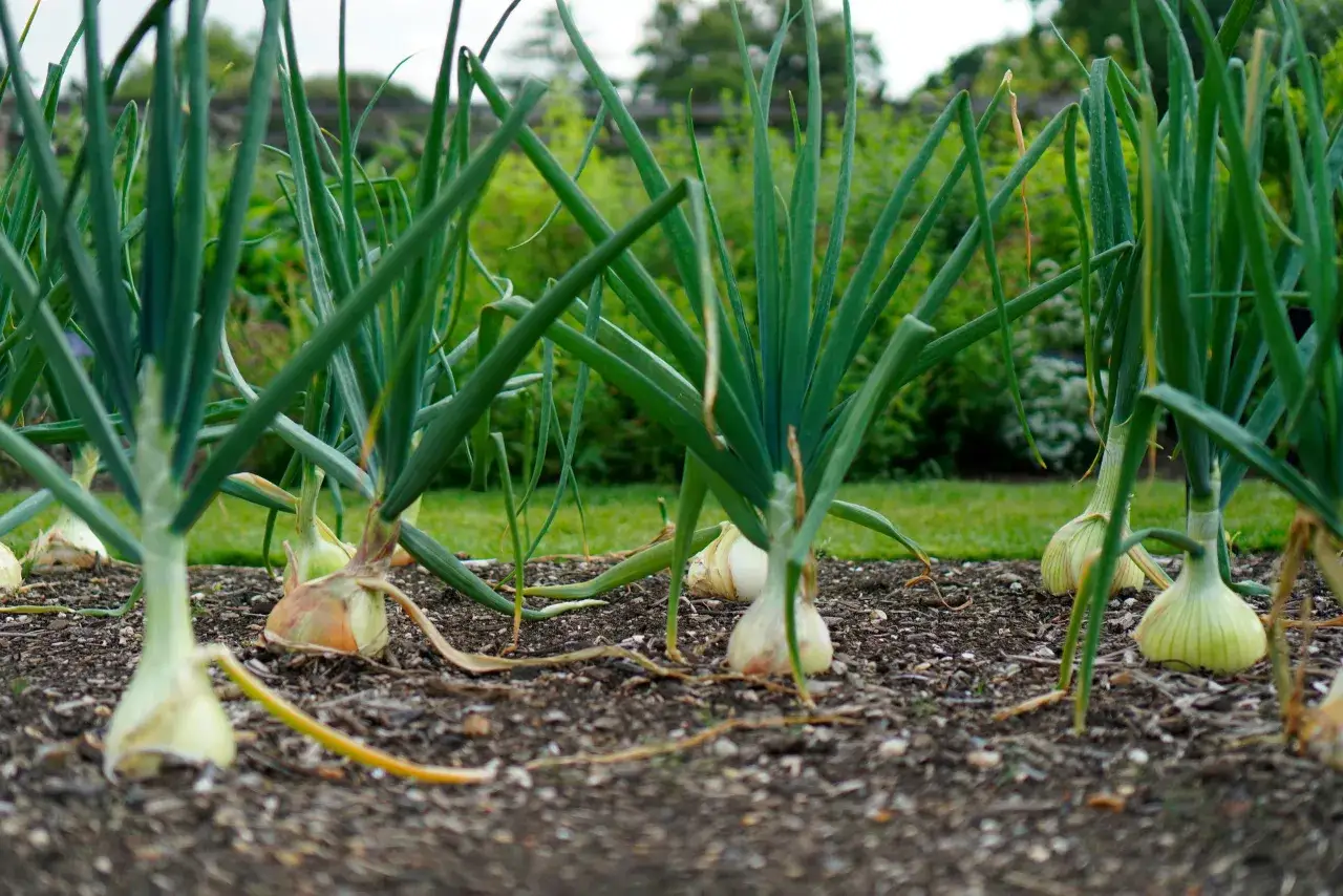 Gros plan sur une plantation d'oignons, les bulbes blancs et les tiges vertes se dressent sur la terre.