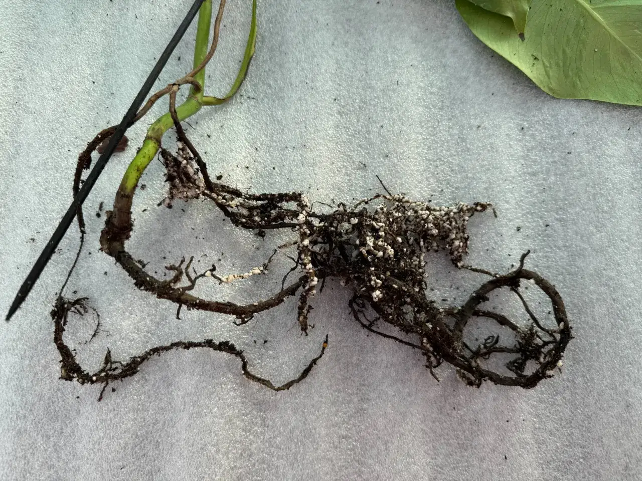 Ra&iacute;ces de planta con aspecto enfermizo, oscuras y con signos de podredumbre, cubiertas de tierra y peque&ntilde;os gr&aacute;nulos blancos.