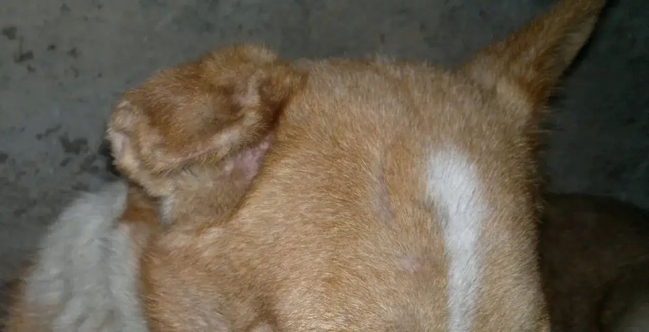 Primo piano dell'orecchio di un cane con segni di otoematoma, la pelle appare ispessita e arrossata.