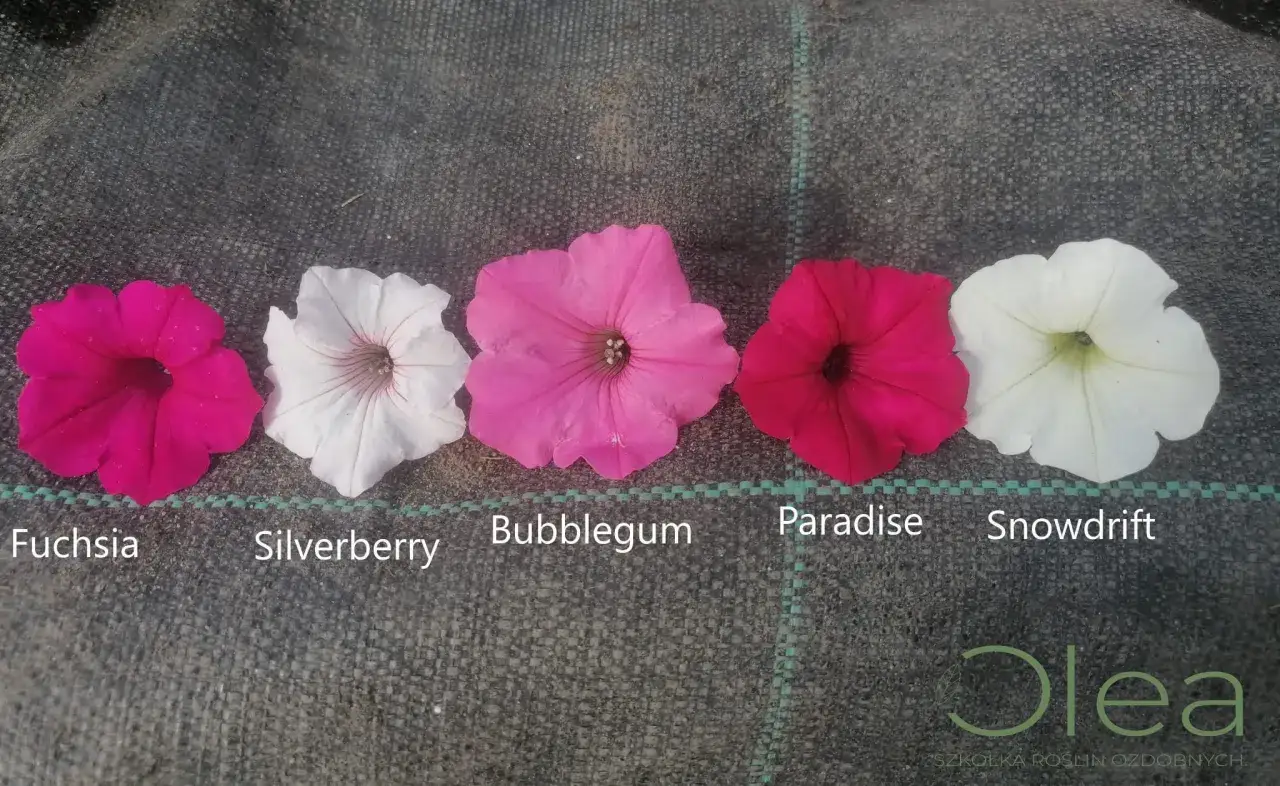 Pięć kwiatów supertunia vista w różnych kolorach: fuksja, silverberry, bubblegum, paradise i snowdrift.