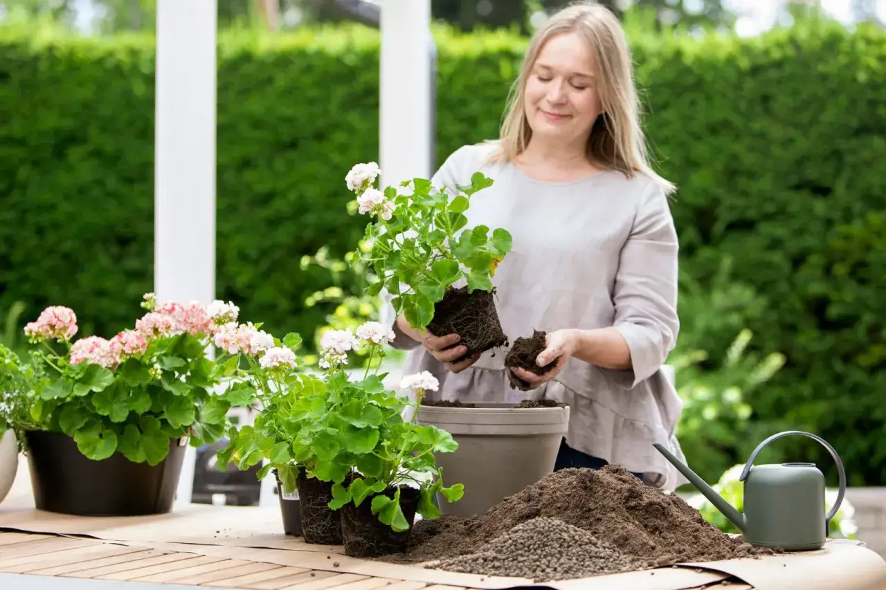 Kvinna planterar om pelargoner utomhus. Hon håller en planta med rötter och jord i händerna, redo att sätta ner den i en ny kruka.