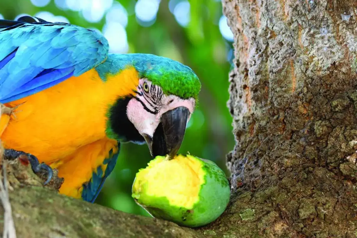 Un loro azul y amarillo, que nos muestra que comen las cotorras argentinas, devora una fruta verde y amarilla en una rama.