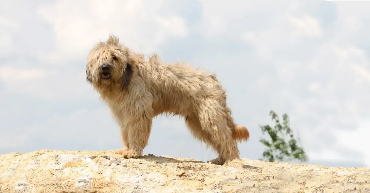 Un chien berger catalan, au pelage long et clair, se tient fièrement sur un rocher, le regard vif, prêt à veiller sur son troupeau.