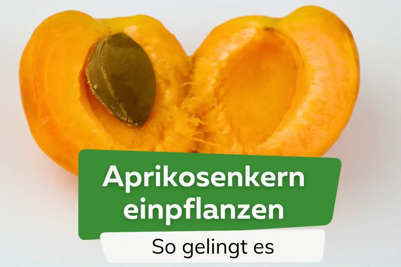 Eine aufgeschnittene Aprikose mit Kern. Der Text