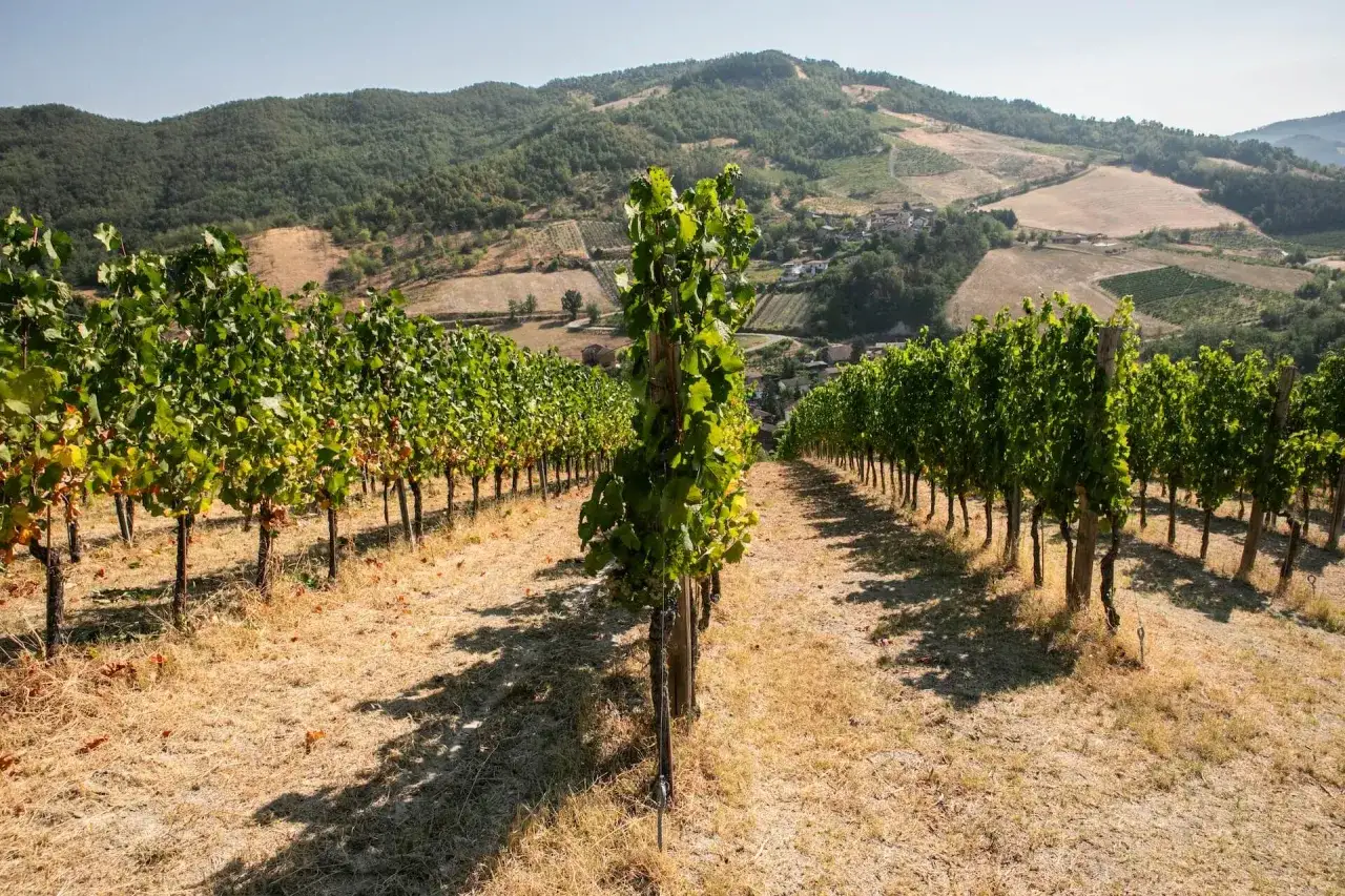 Vigneti rigogliosi sotto il sole, un paesaggio che evoca la passione di antonio faravelli per la terra e i suoi frutti.