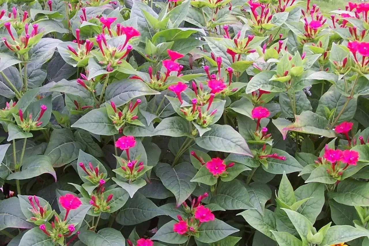 Plante vivace aux fleurs roses &eacute;clatantes, elle fleurit de mai &agrave; octobre, offrant un spectacle color&eacute;.