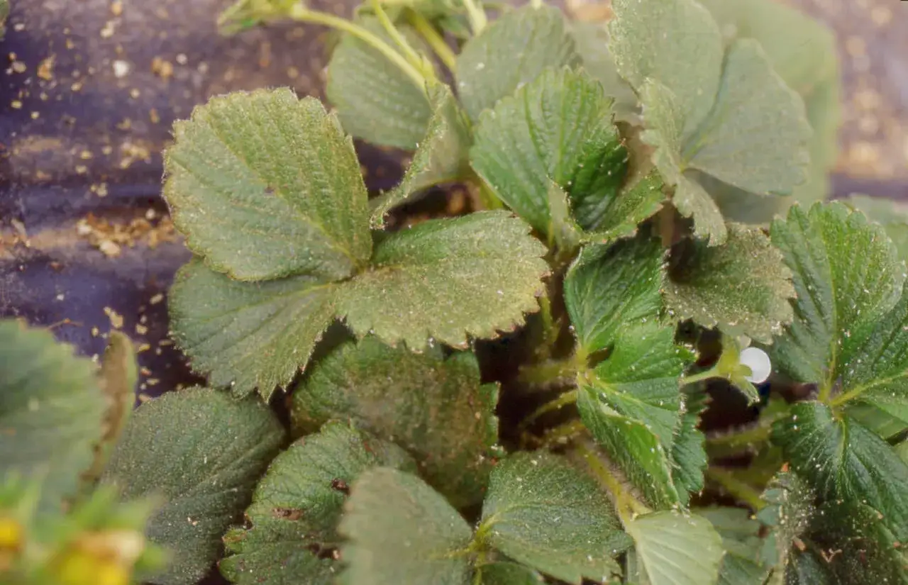 Un ragnetto rosso si nasconde tra le foglie verdi di piante di fragole, un piccolo ospite in un mondo vegetale.