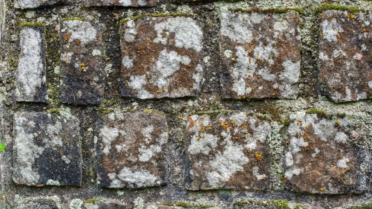 Alte Steinmauer mit Moos und Flechten. Die Natur holt sich ihr Reich zurück, um Flechten auf Steinen zu entfernen, ist Geduld gefragt.