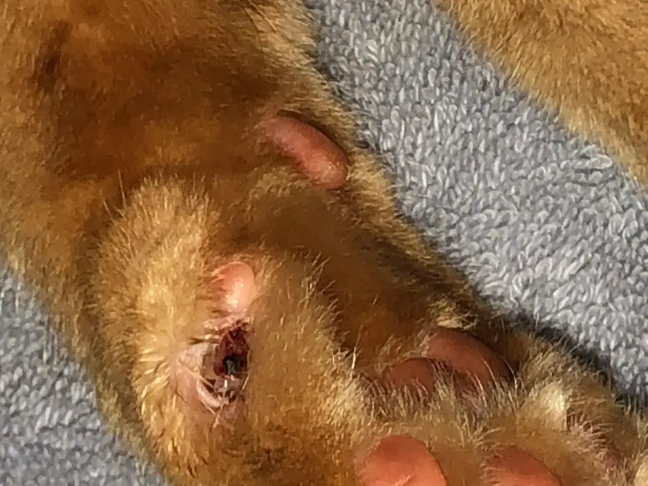 Plaie ouverte sur la patte d'un chat, montrant une griffe arrachée et des tissus endommagés.