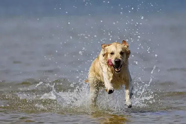 Weterynarz bada Golden Retrievera, profilaktyka zdrowotna