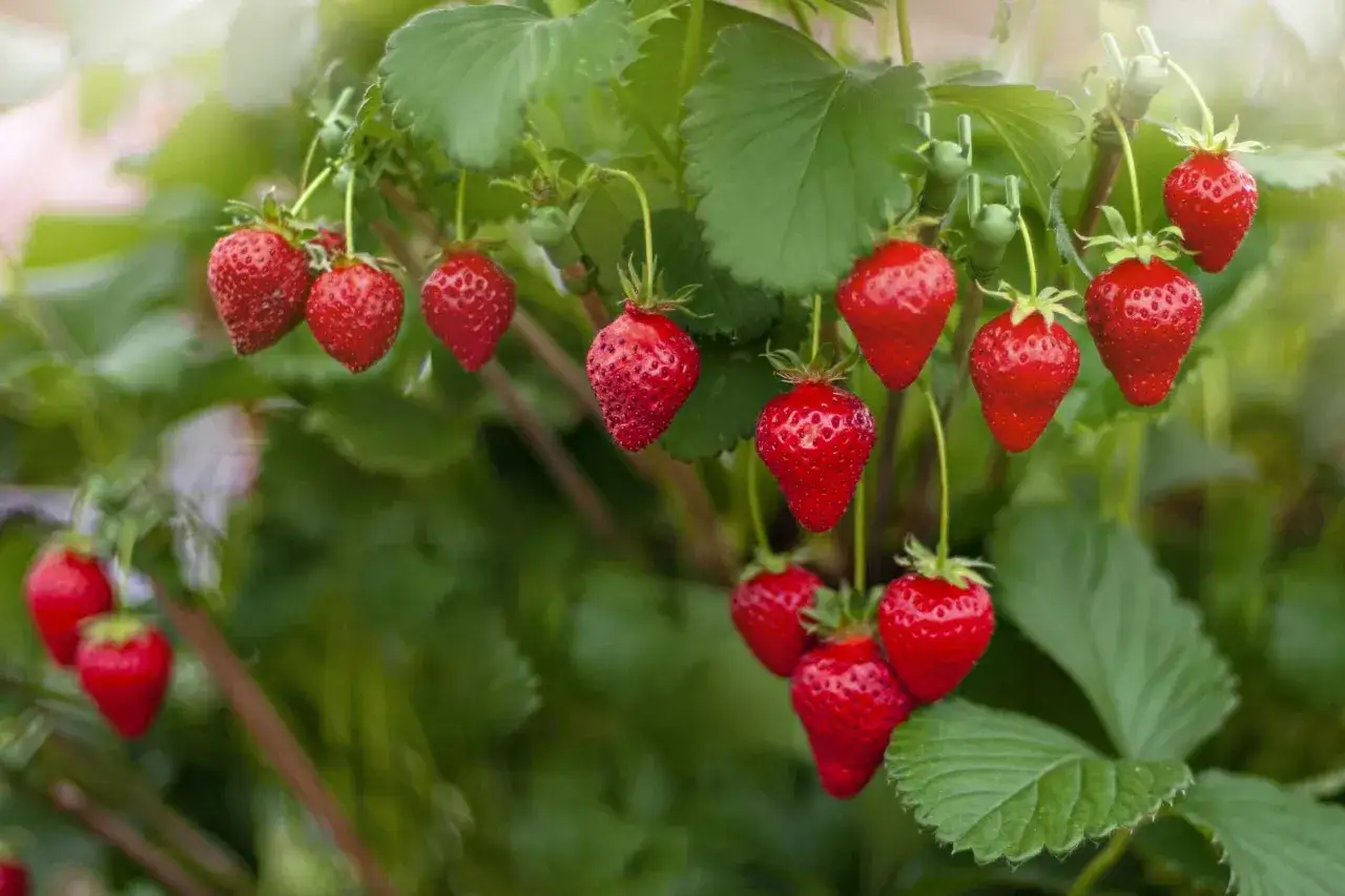 Fragole mature e succose, ricche di potassio, pendono dai rami verdi. Un raccolto invitante e salutare.