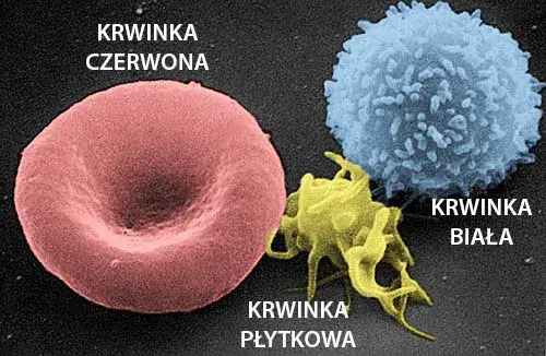 płytki krwi pod mikroskopem