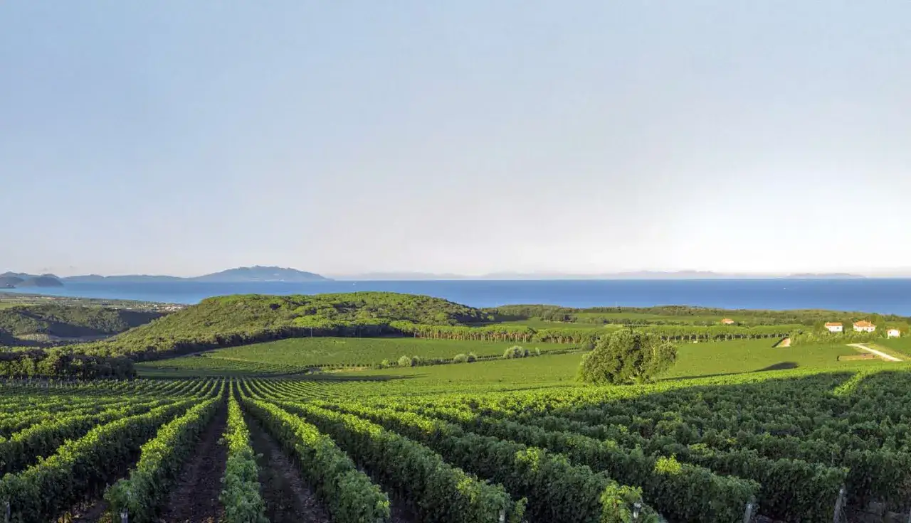Vigneti rigogliosi di cabernet vino si estendono verso il mare blu, con colline verdi e case sparse.