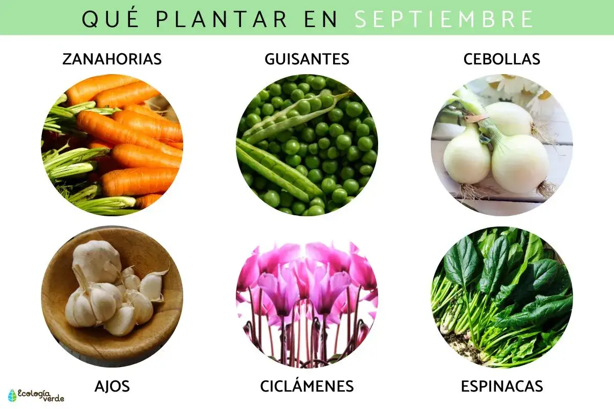 &iquest;Qu&eacute; sembrar en septiembre en Espa&ntilde;a? Zanahorias, guisantes, cebollas, ajos, cicl&aacute;menes y espinacas.