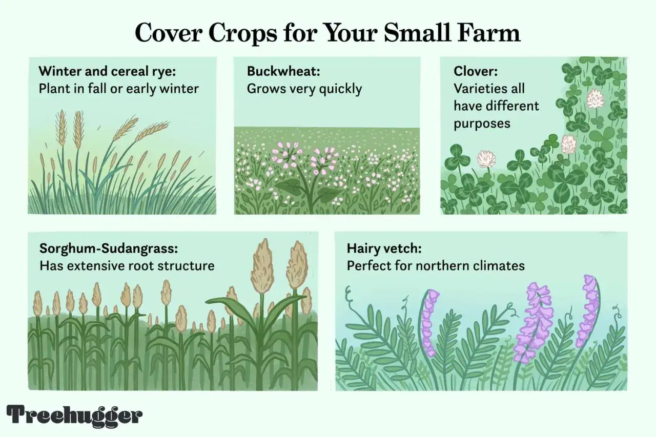 Illustrations of cover crop examples: winter rye, buckwheat, clover, sorghum-Sudangrass, and hairy vetch.