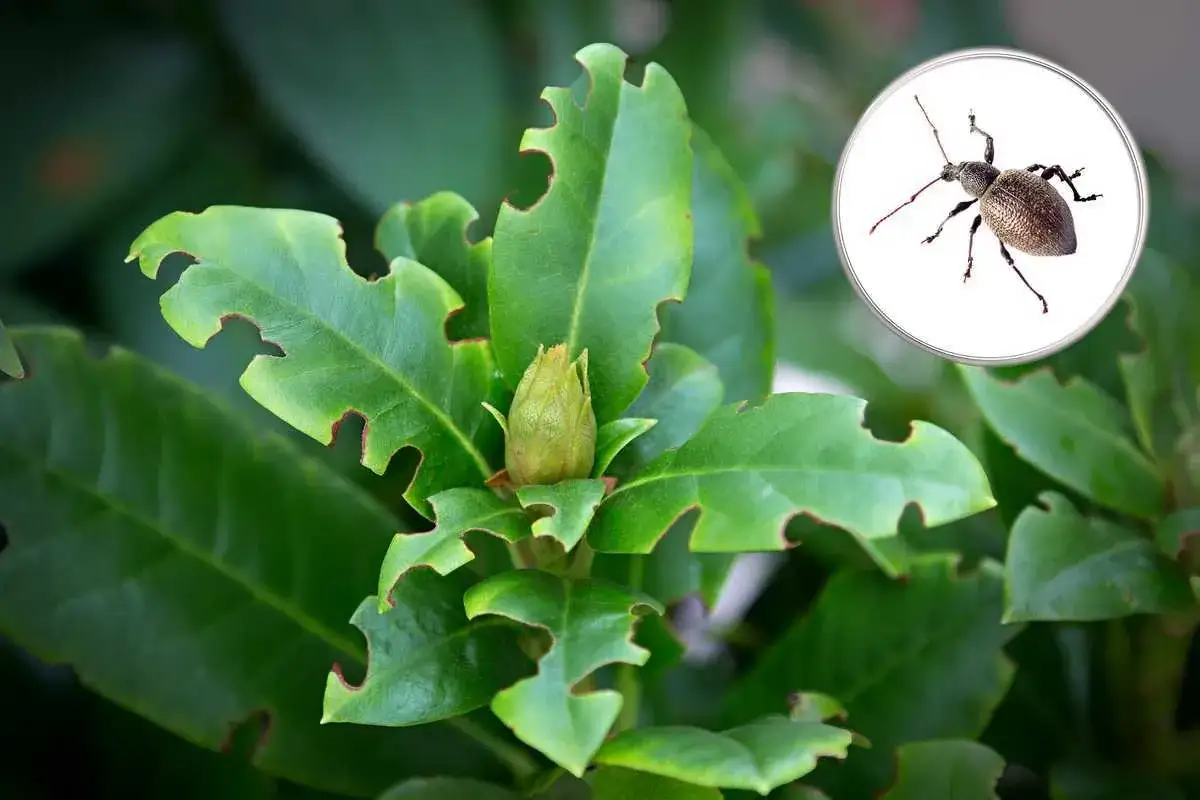 Un charançon ronge les feuilles d'un rhododendron. On se demande que mange les gendarmes, mais ce petit insecte se régale de verdure !
