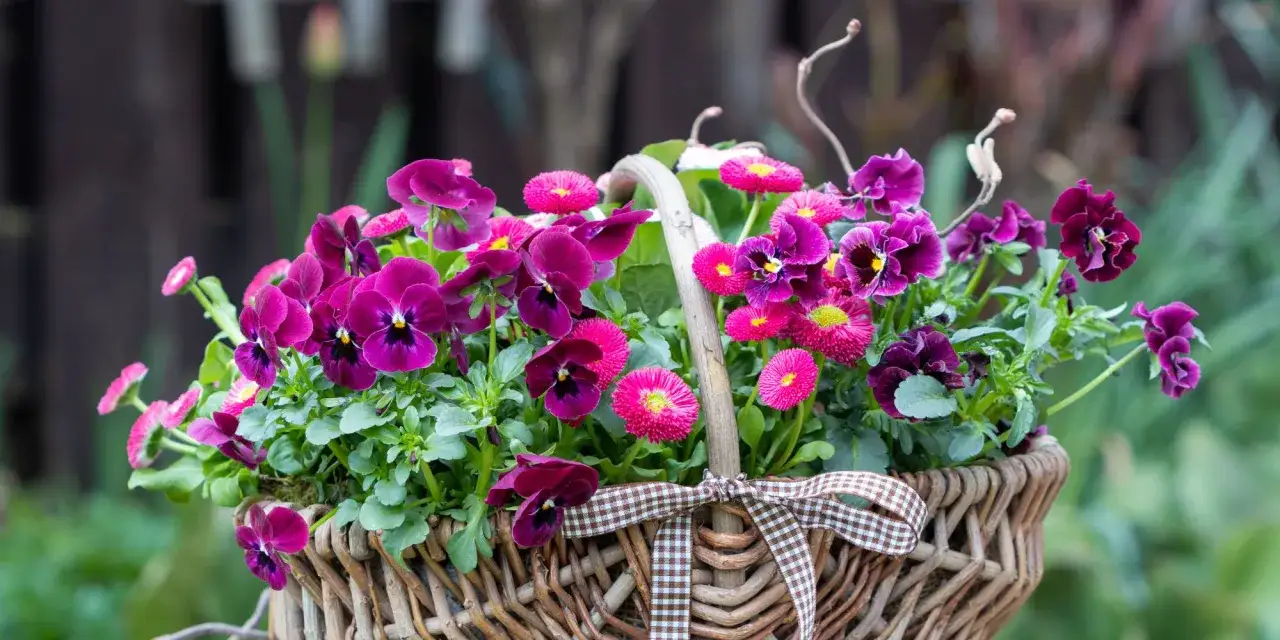 En korg fylld med lila pens&eacute;er och rosa tusensk&ouml;nor, en vacker syn av v&aring;rablommor i kruka.