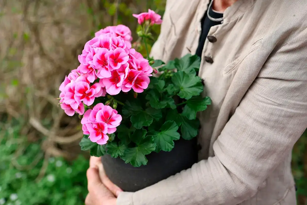 En person håller en kruka med rosa pelargoner. Kanske är det en av favoriterna på årets pelargon lista?