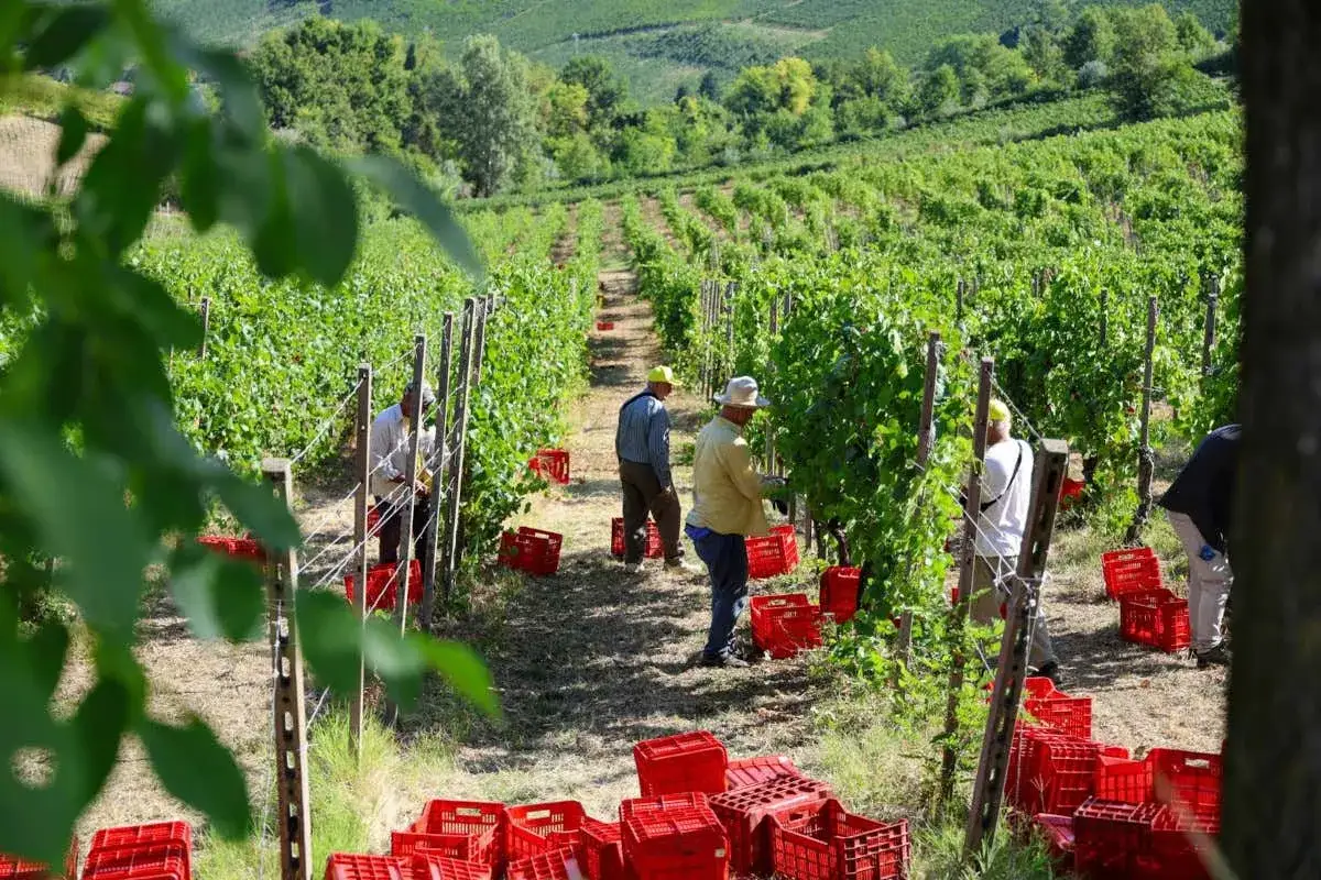 Vendemmia in corso: operai raccolgono uva in un vigneto, riempiendo ceste rosse. La produzione vino è un lavoro di squadra.