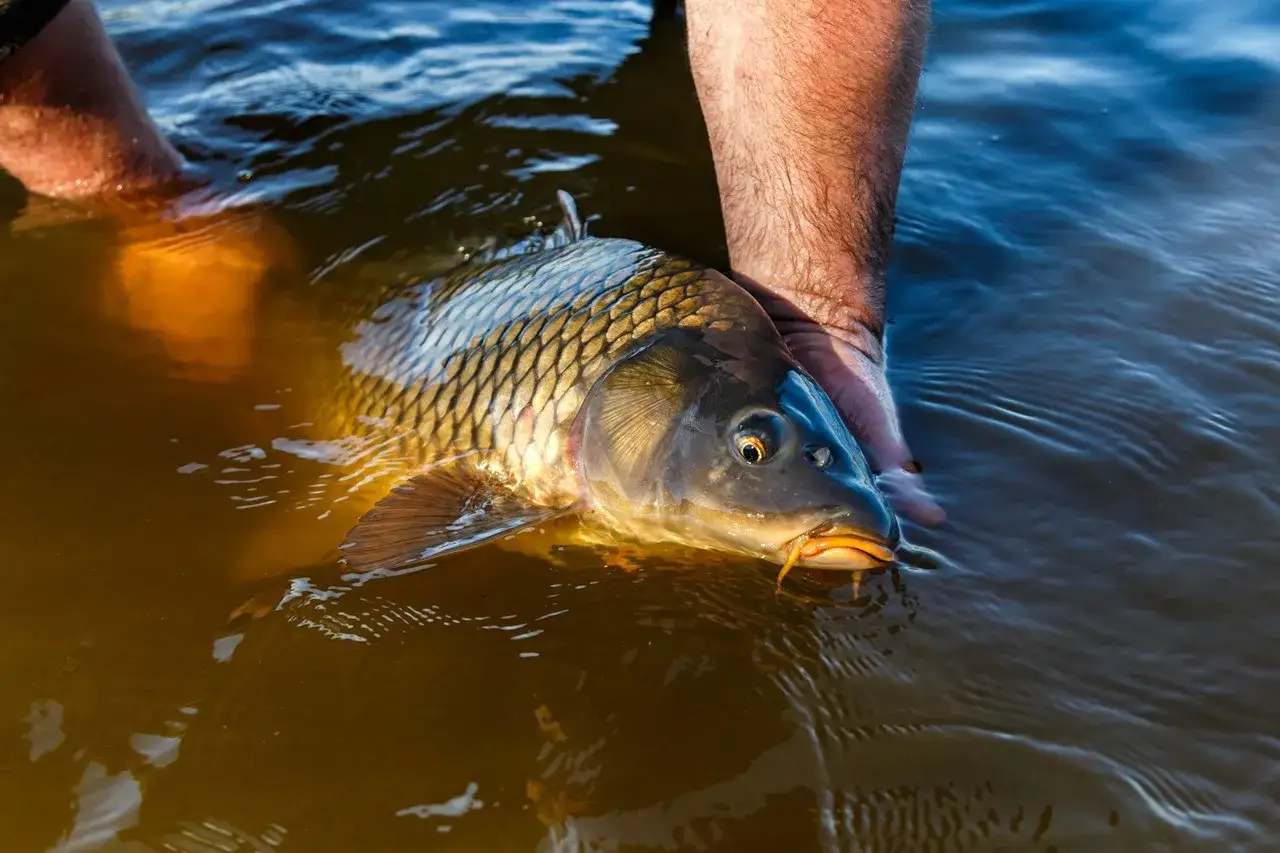 Karp złowiony na pellet waggler, trzymany w wodzie przez wędkarza.