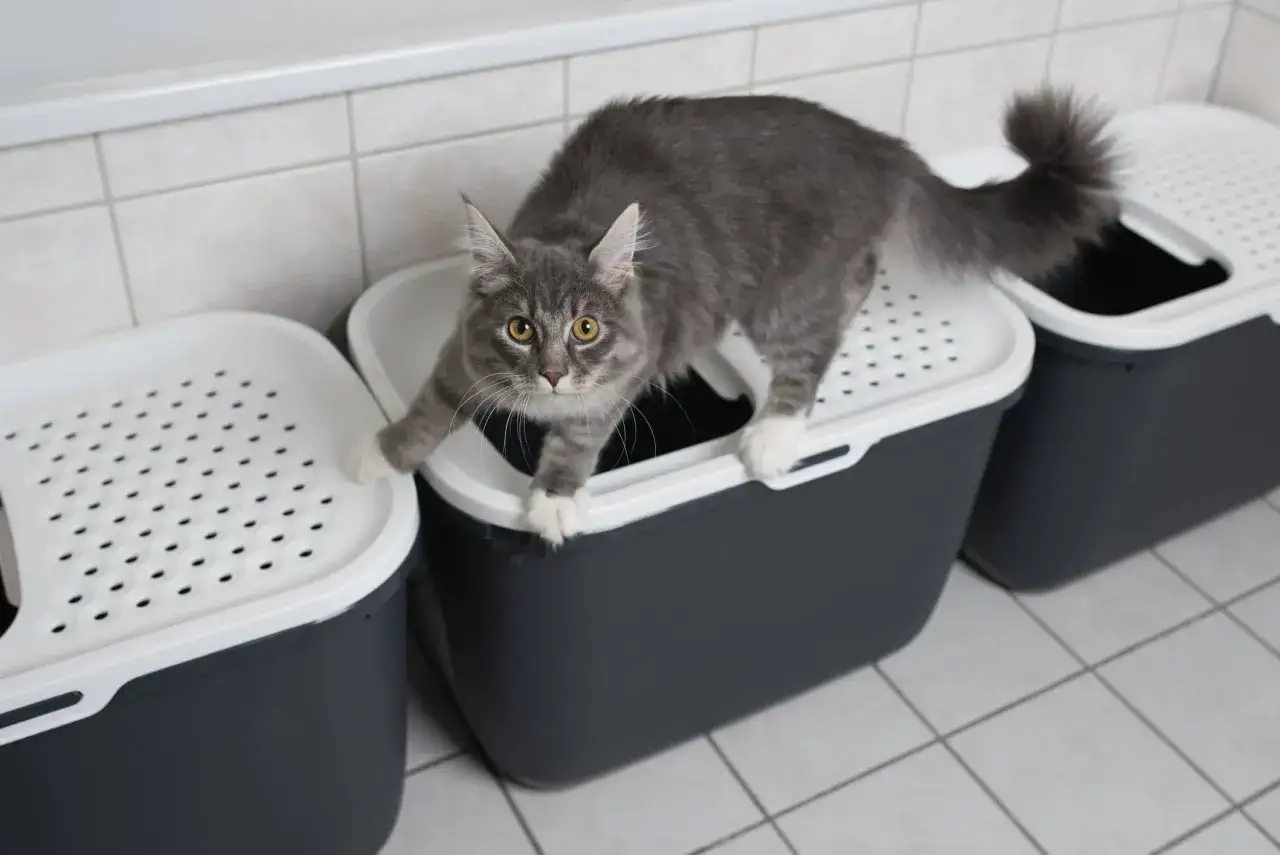 A grey cat stands on a litter box, with two more litter boxes visible. This setup ensures there are enough litter boxes per cat.