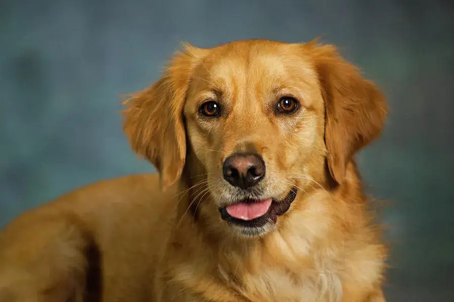Golden retriever portret