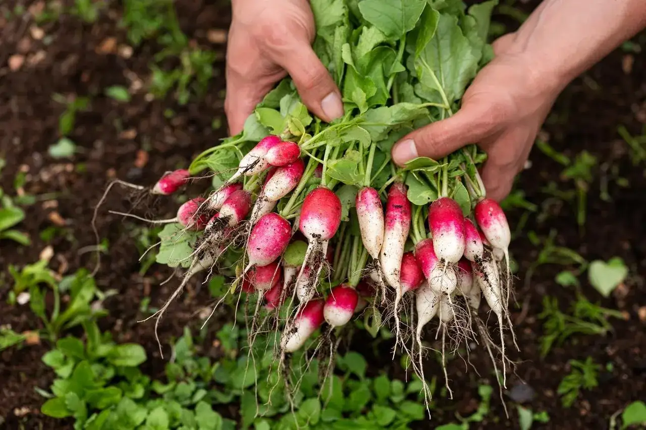 Un bouquet de radis fraîchement récoltés, aux racines fines et aux bulbes bicolores, évoquant la profondeur des semis réussis.