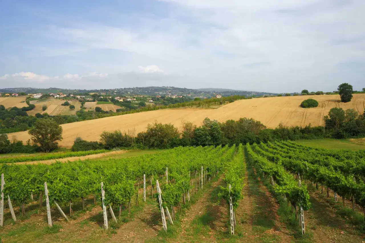 Vigneti rigogliosi in primo piano, con campi dorati e un villaggio in collina sullo sfondo. Immagina il profumo dell'aglianico vino.