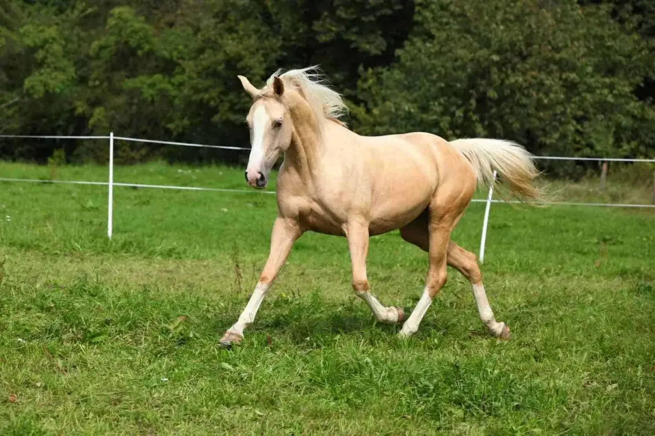 Un magnifique palomino cheval galope dans un pré verdoyant, sa crinière blonde flottant au vent.