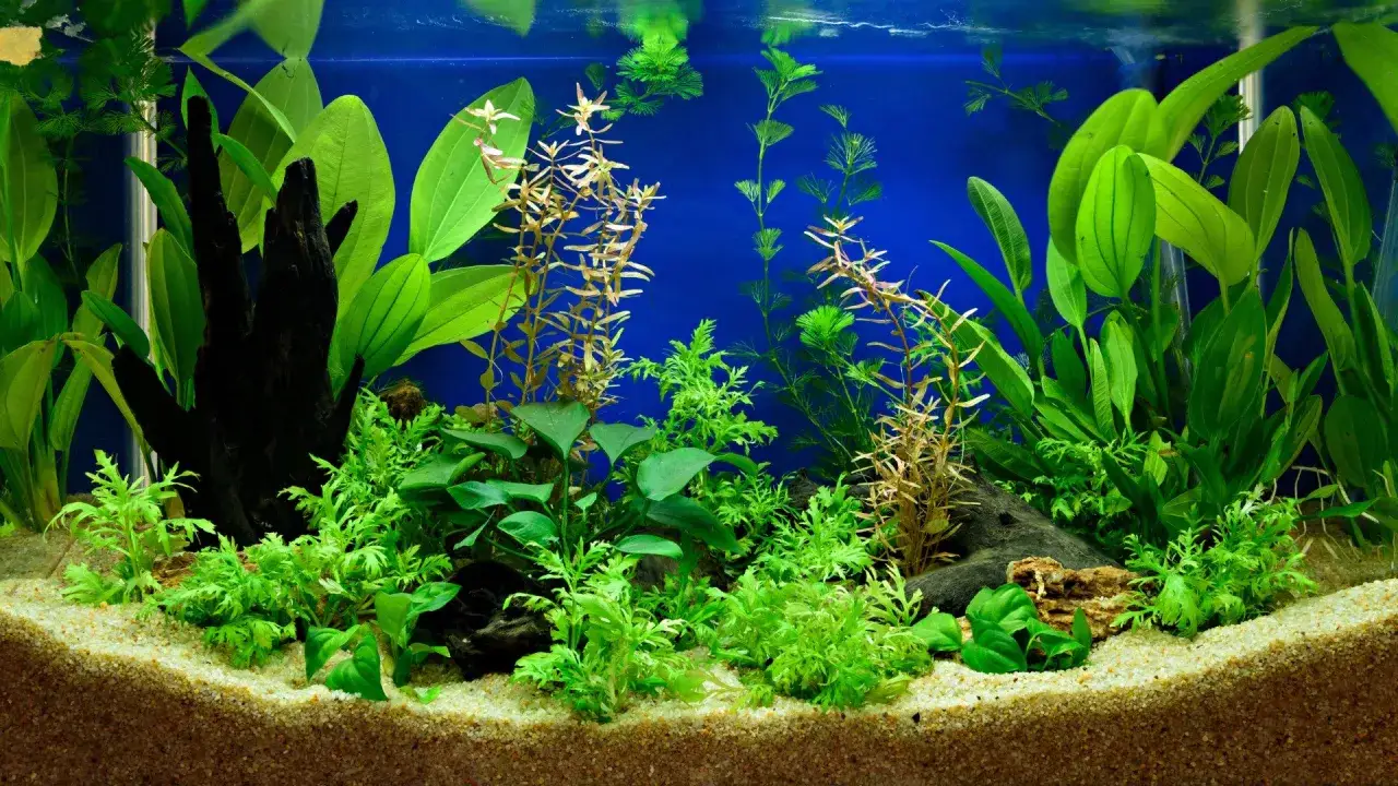 Un aquarium luxuriant avec du Ceratophyllum demersum, des plantes vertes vives et du bois flotté sur un fond bleu.