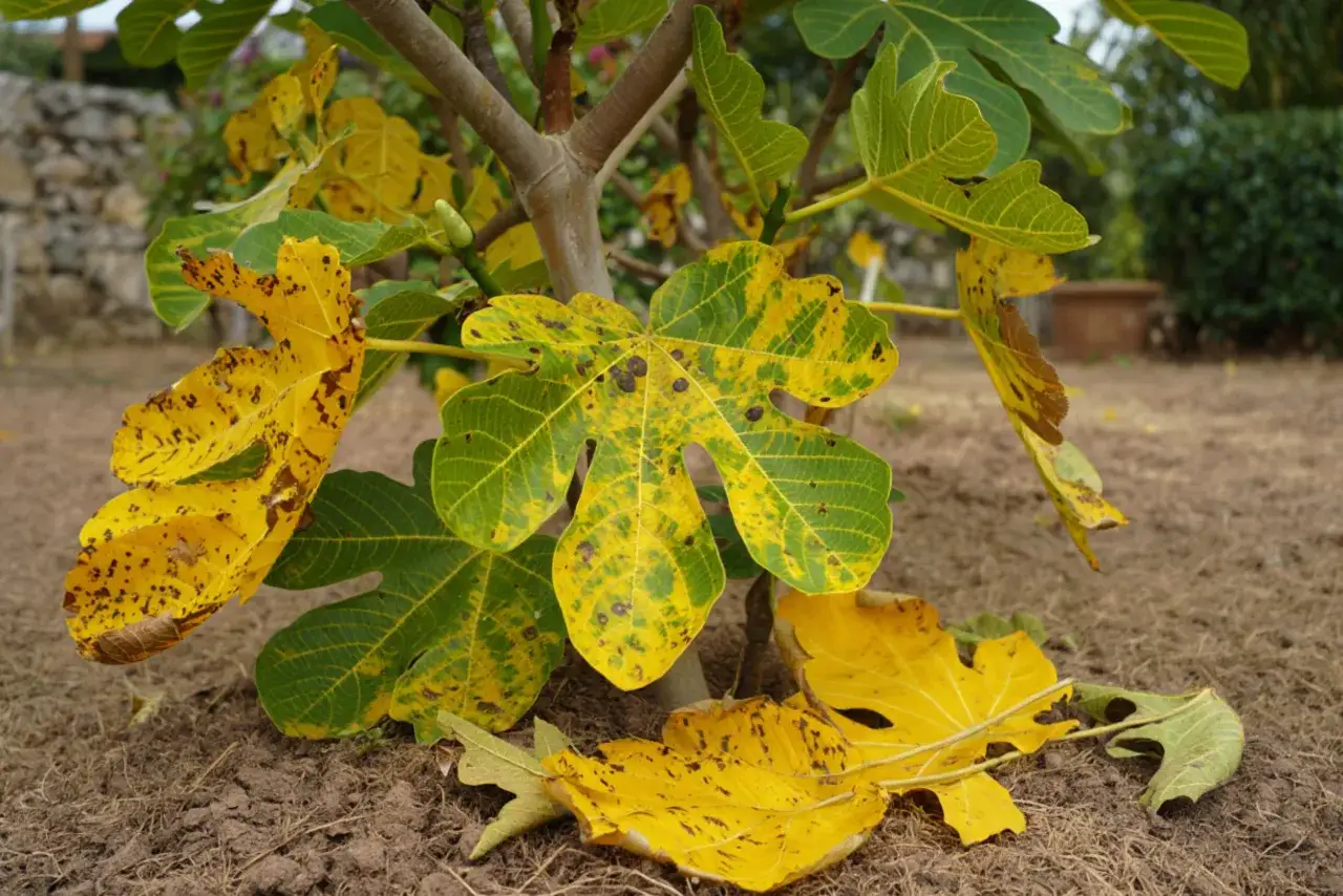 Feuilles de figuier jaunies et tachet&eacute;es, signe potentiel de chancre du figuier. Un petit fruit vert est visible sur la branche.