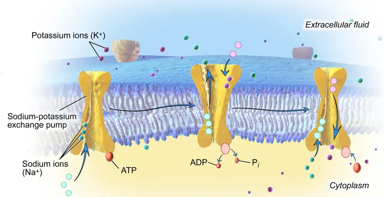 Natrium-Kalium-Pumpe, ein wichtiges Tunnelprotein, transportiert Ionen gegen ihren Konzentrationsgradienten. ATP treibt diesen Prozess an.