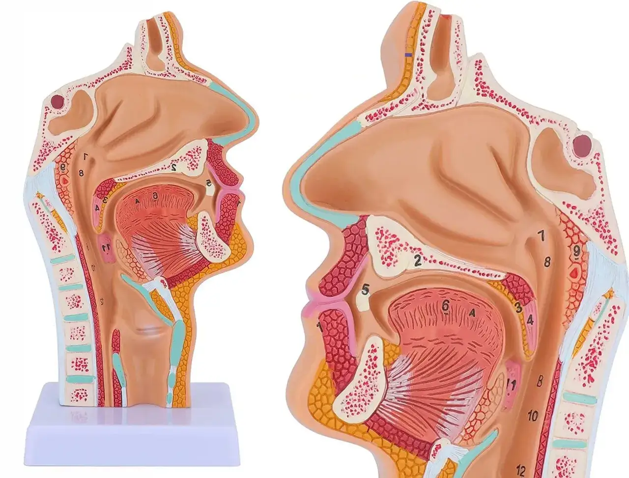 Model anatomiczny gardła i nosa. Pokazuje, co na kłucie w gardle, w tym migdałki i struny głosowe.