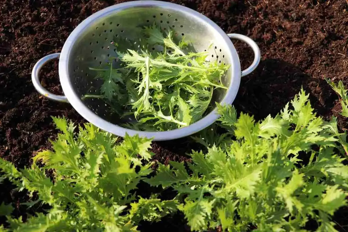 Mizuna insalata appena raccolta, in un colino d'acciaio su terra scura. Foglie verdi e frastagliate pronte per una fresca insalata.