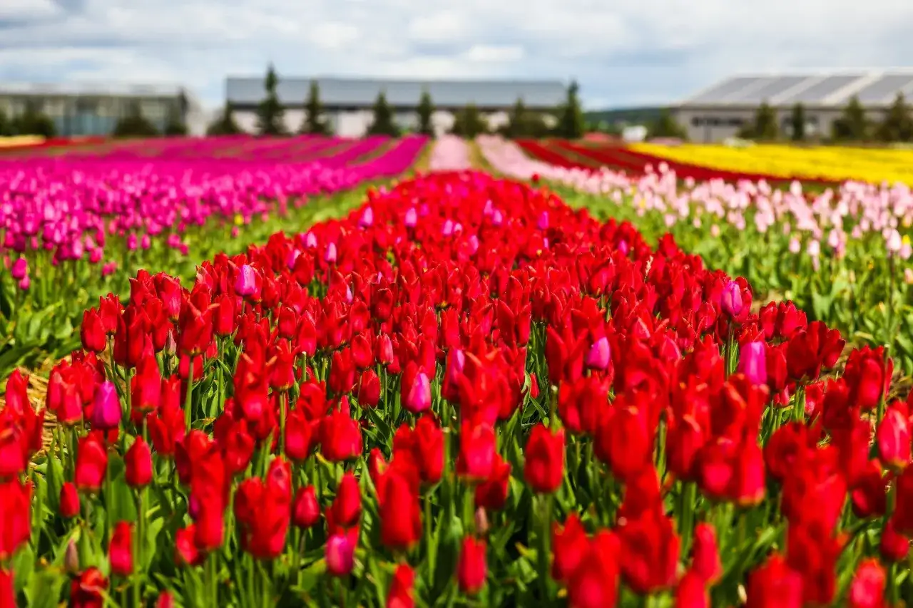 Pole czerwonych tulipanów, idealne, kiedy jest sezon na tulipany. W tle widać rzędy różowych, żółtych i białych kwiatów.