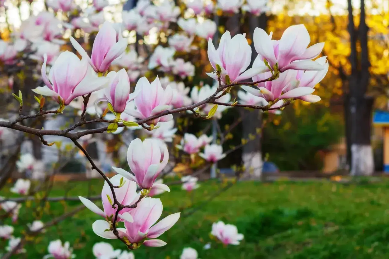 Kwiaty magnolii w pełnym rozkwicie, tworzące malownicze stanowisko w ogrodzie.