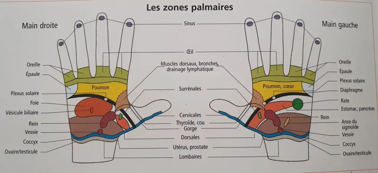 Sch&eacute;ma des zones r&eacute;flexes de la main. Le point du foie sur la main droite est indiqu&eacute;, ainsi que d'autres organes.