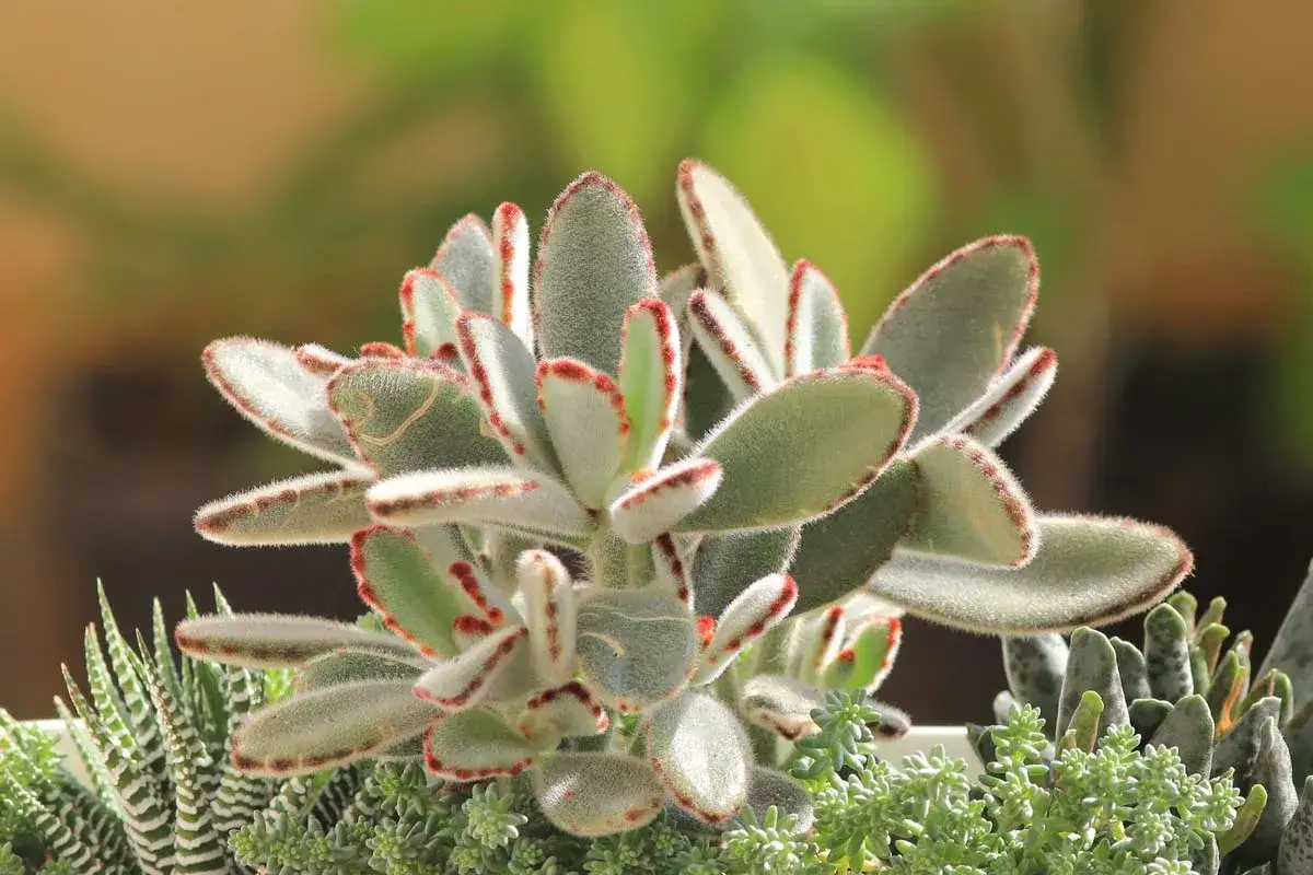 Kalanchoe tomentosa, ou Plante Panda, avec ses feuilles duveteuses bordées de rouge, se dresse fièrement parmi d'autres succulentes.